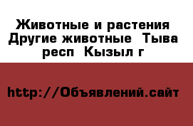 Животные и растения Другие животные. Тыва респ.,Кызыл г.